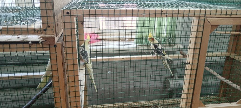 Папугае Карелла три года самец продаётся