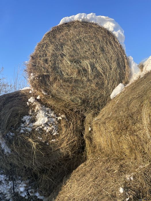 Продается  сено в рулонах