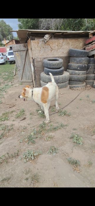 Алабай кушик сатылады  5ай ургашы