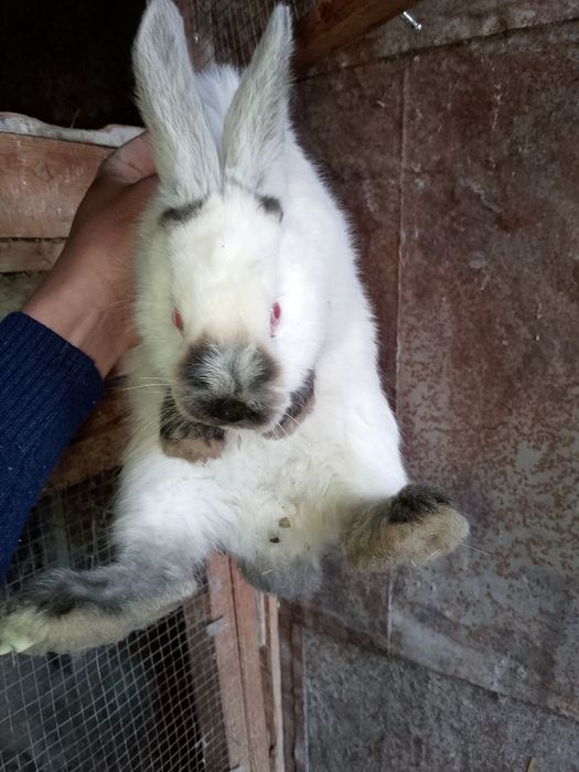 Kaliforniya zotli quyonlar sotiladi Калифор куйон сотилади