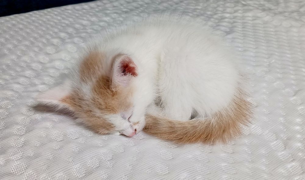 Котёнок девочка в добрые руки
