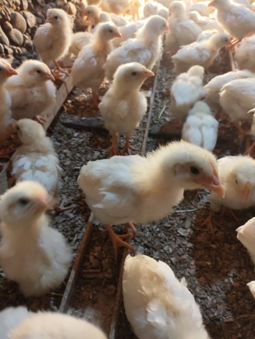 20 kunlik jójala sotiladi arzon