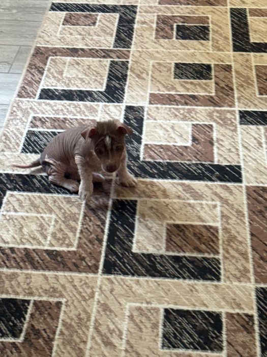 Продаются щенки ксоло