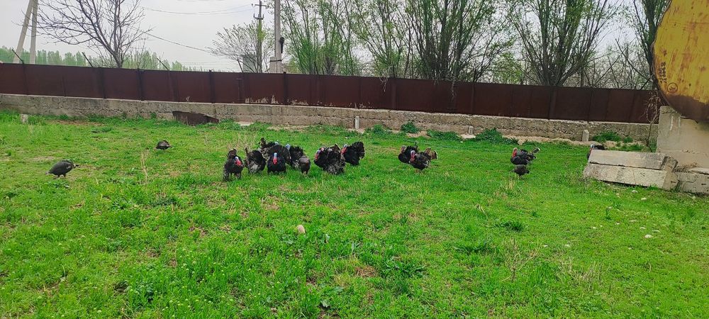 Индюки ( самцы /қораз )