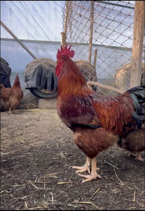 Ханхяп курица, петух