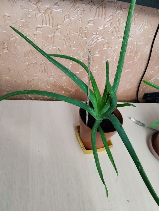 Продажа лечебного растения Алоэ