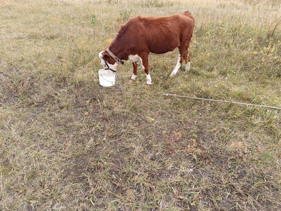 Продам тёлочку...