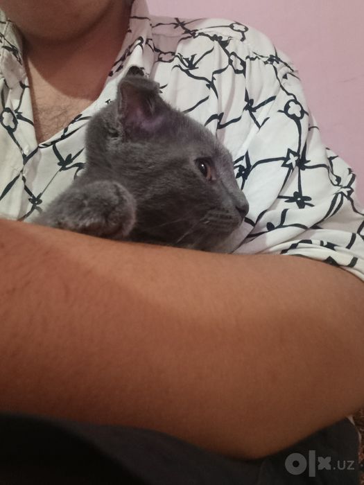 Британский домашний кот