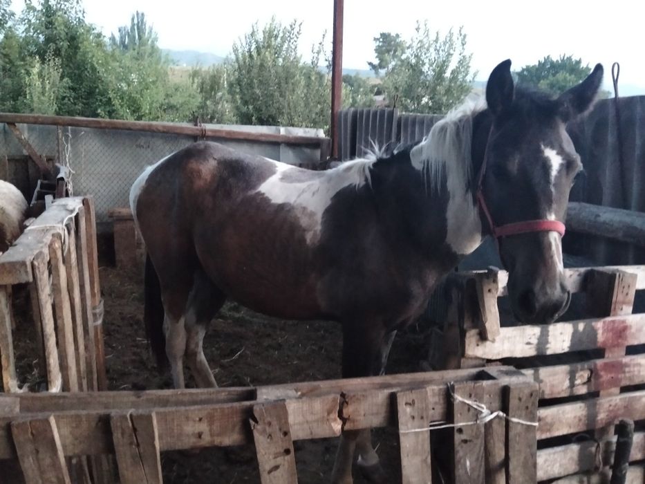 Полторошка, ургашы