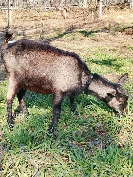 Ieduta, capra Alpina Franceza