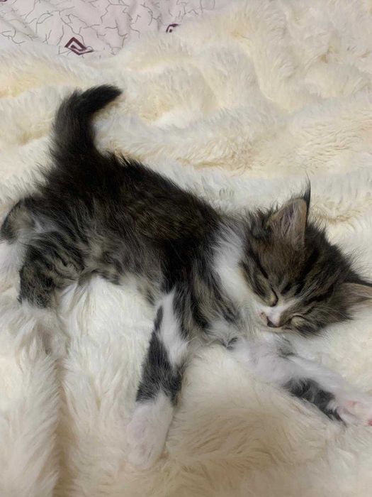 Котенок, созданный для любви!