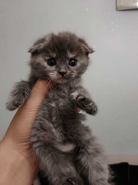 Продаются котята