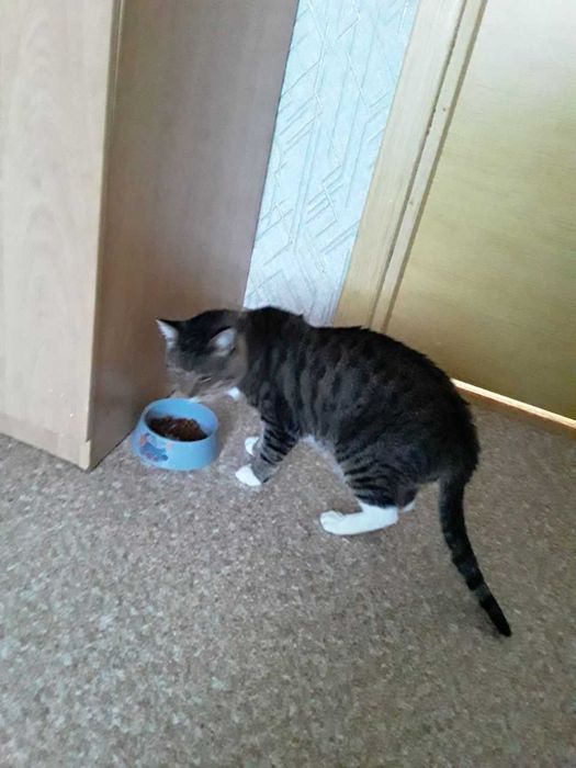 Передержка кошек в домашних условиях