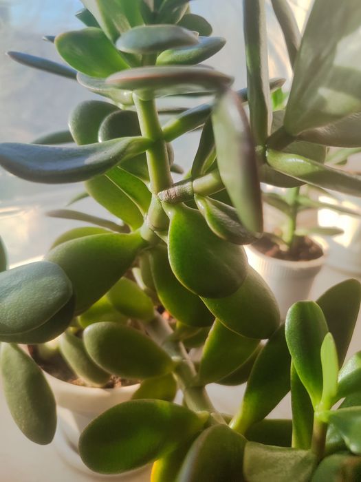 Продам комнатные цветы.