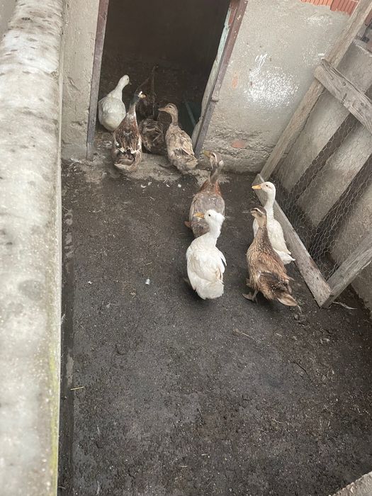 Rațe și boboci Rouen