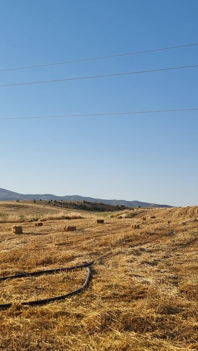 Arpa somon pres sotiladi yaxshi narxda