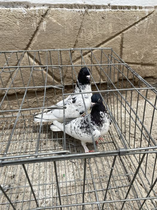 Продам голубей .