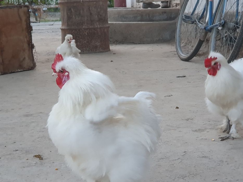 Sholk  xo'rozcha sotiladi