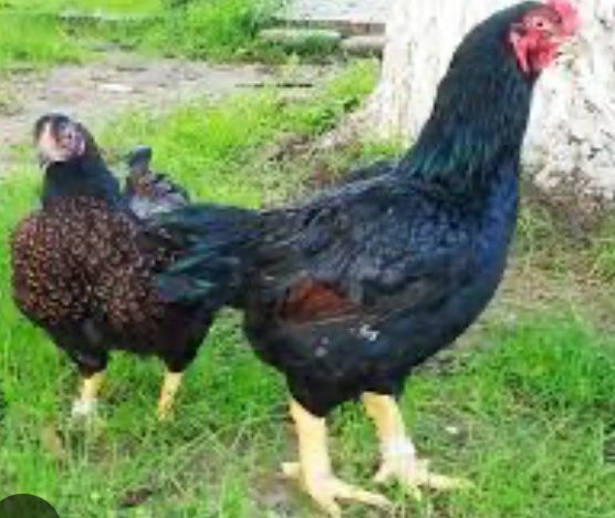 Oua incubator gaini rase mari originale