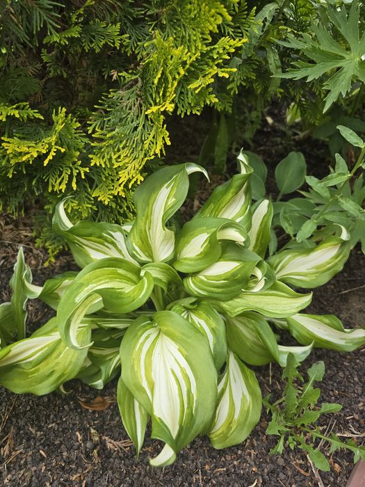 Отростки растения хосты