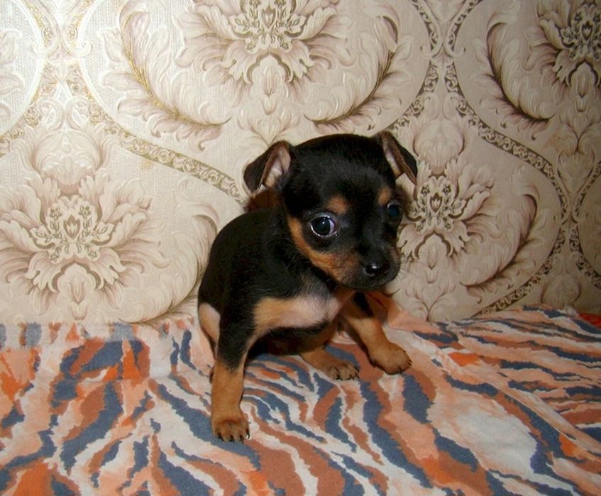 Продам щенков той терьера мальчики и девочки