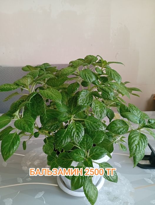 Продам домашние цветы