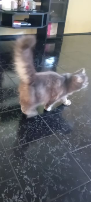 Персиец мъжки котарак