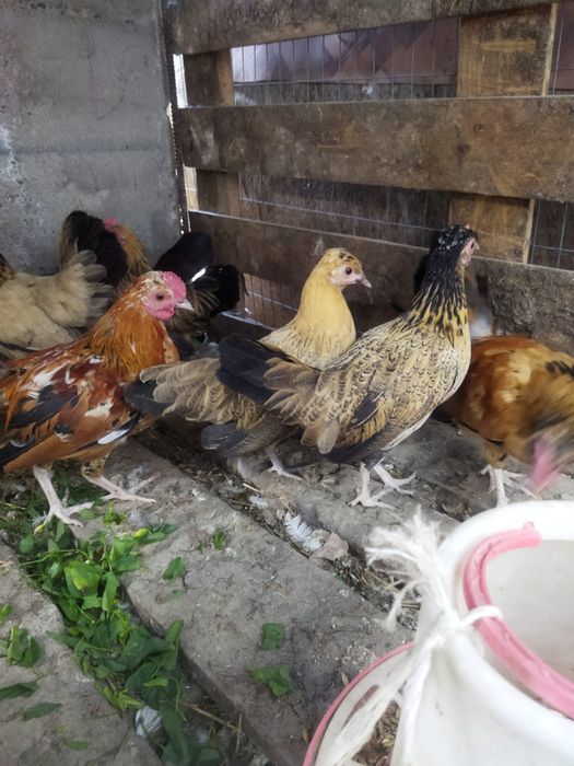 Продам куры домашние