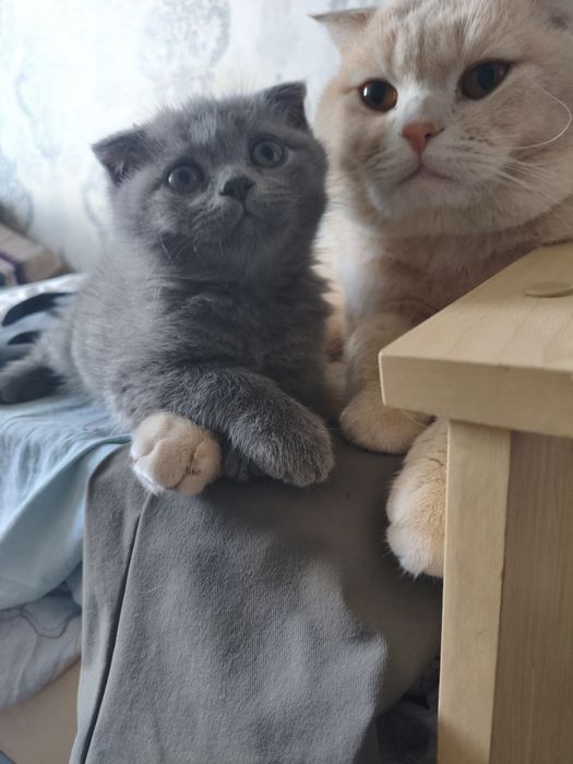 Котёнок шотландский веслоухий и прямоухий, mushucha skottish fold