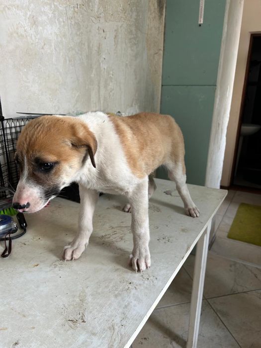 Продам щенков. Мать тазы, отец овчарка.