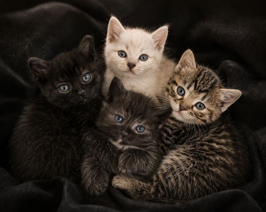 Отдам котят в добрые ручки