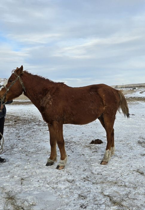 Мінгі білетін ат сатылады