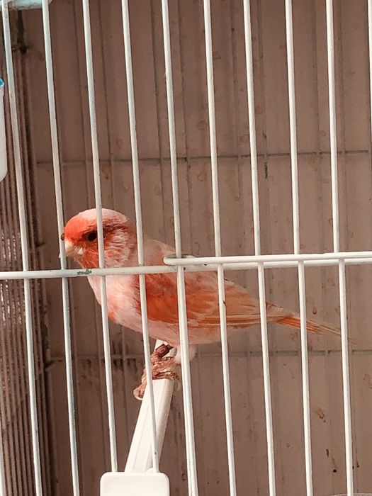 Canari pui de anul acesta