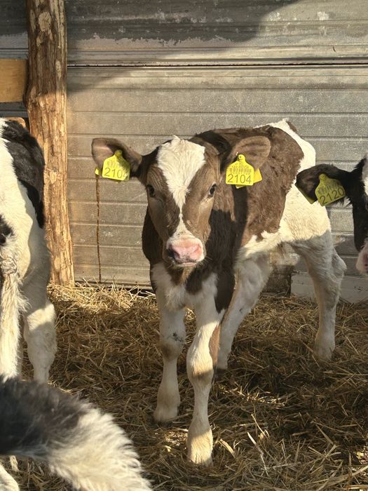 Vitele holstein de vanzare