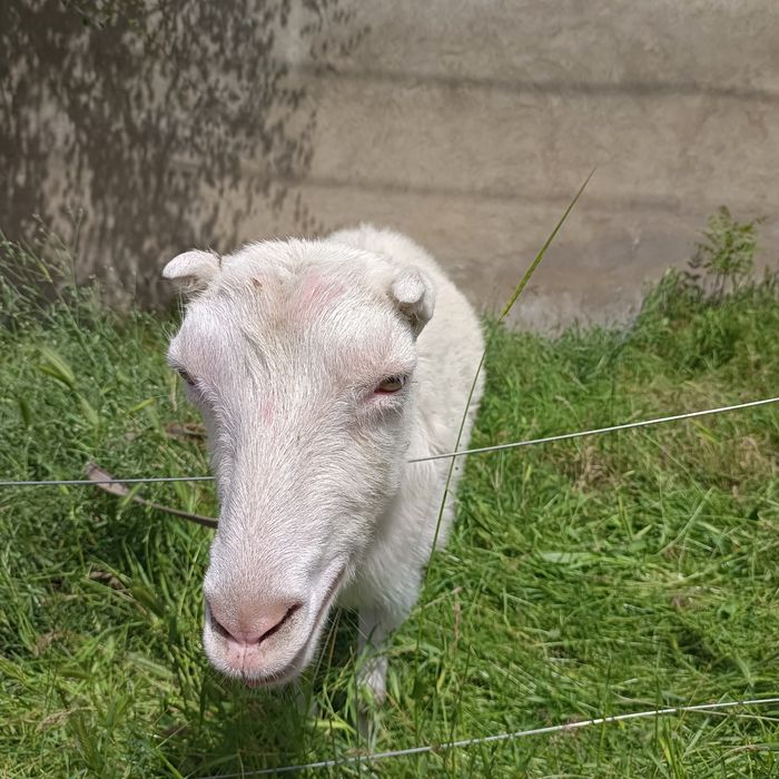 Заанен лақтар Ламанча ешкі