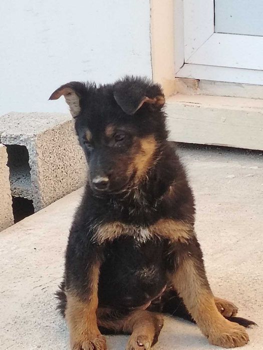 Эмланган зотдор очарка болалари