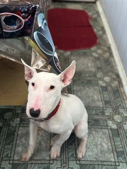 Собака бультерьер