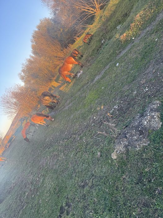 3 mânzi de vânzare !