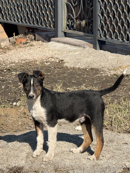 Мальчишка в хорошие руки