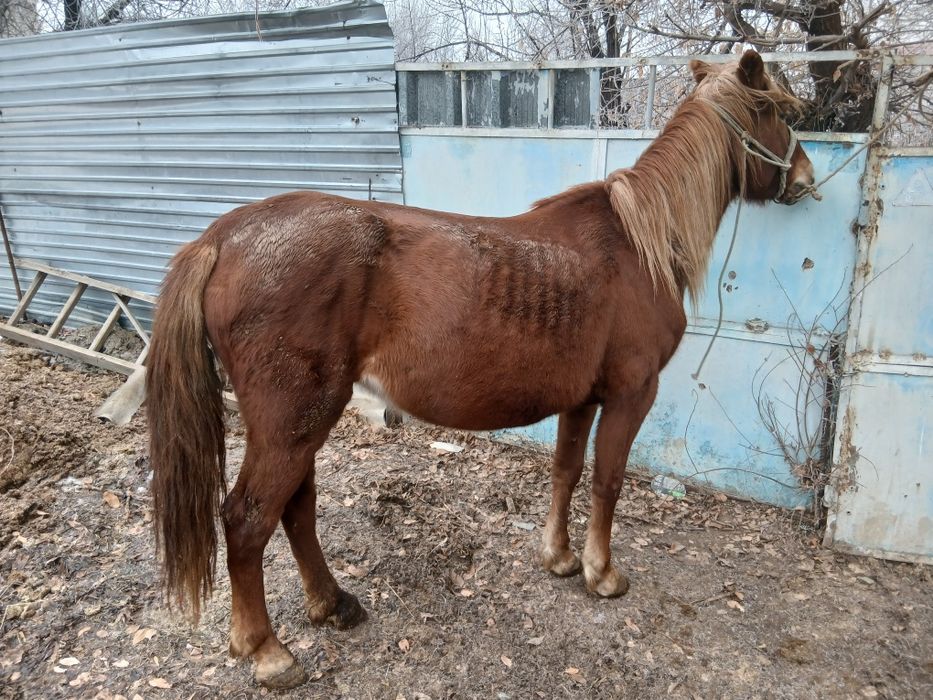 Бие 5 жасар буаз