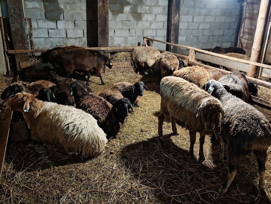 Продам баран находятся в городе