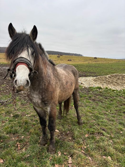 Manz de vânzare !!!