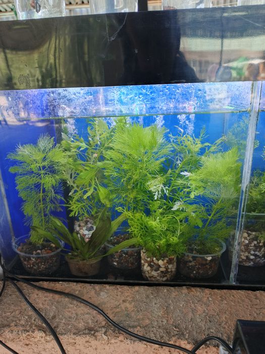 Аквариумные растения!