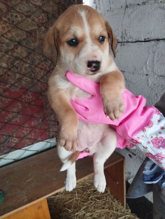 щенки в добрые руки