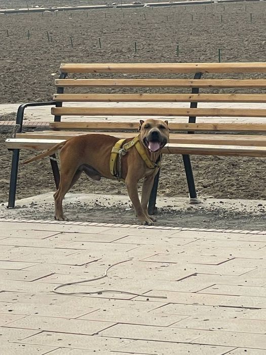 Питбуль сотилади