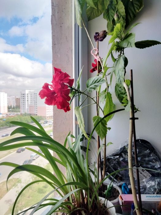 комнатные растение