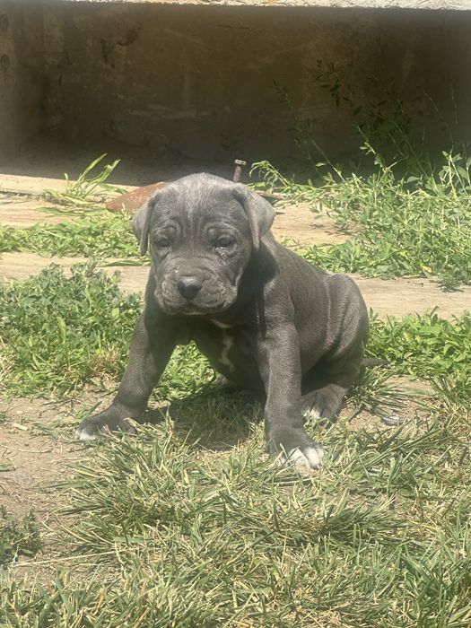 Catelusa Cane Corso