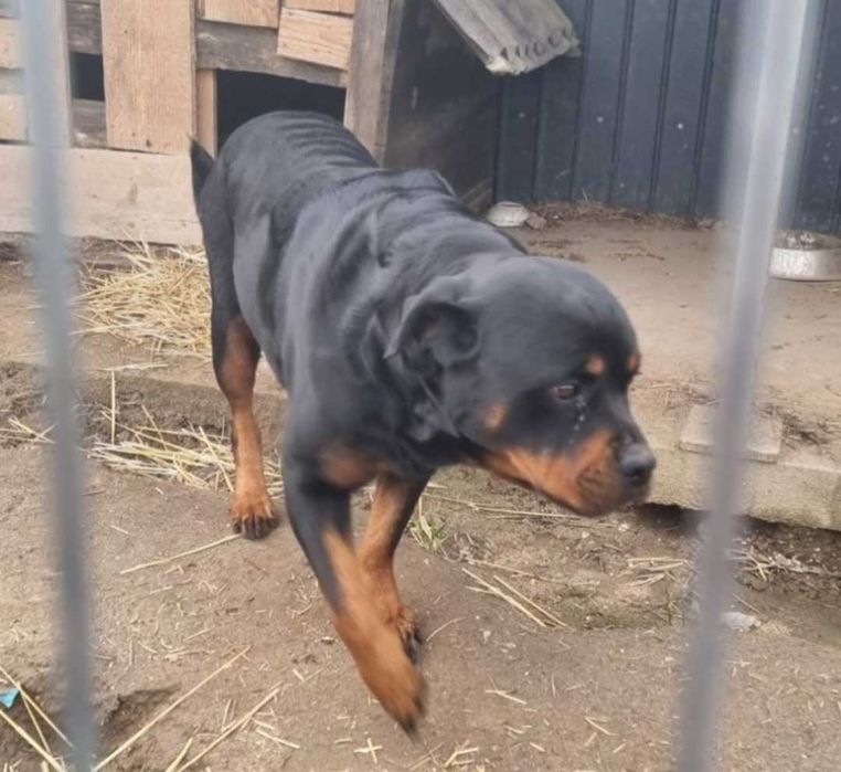 Ofer cățeluși metis rottweiler