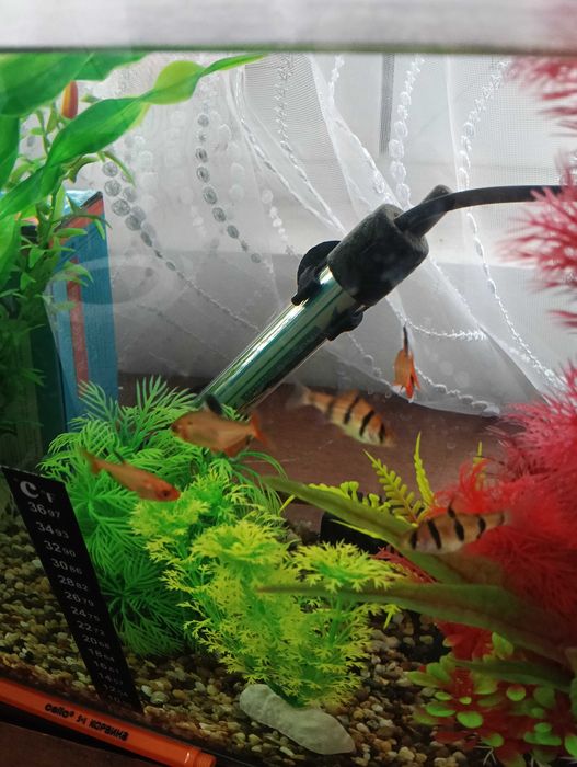 Рибки неони 5 броя