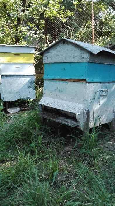 Пчелен мед/Мед перфектен, манов мед